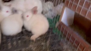 Калифорнийские крольчата недельные, двухнедельные, трёхнедельные.