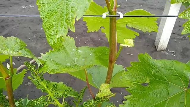 ЛУЧШЕЕ СРЕДСТВО ДЛЯ ПОДВЯЗКИ ПОБЕГОВ ВИНОГРАДА - БЫСТРО, КАЧЕСТВЕННО И ЛЕГКО. смотреть онлайн