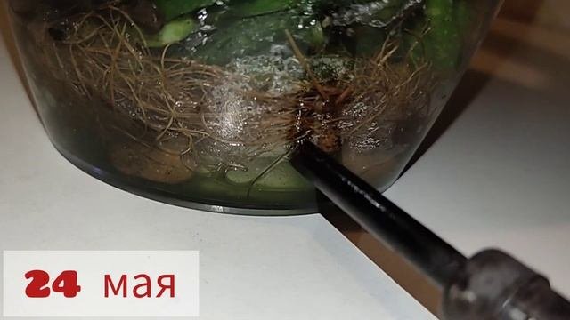 Корни Орхидеи фаленопсис и грибок Триходерма Trichoderma viride