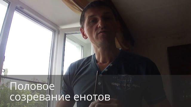 #ЧемпионатМираПоБизнесу . Половое созревание енотов