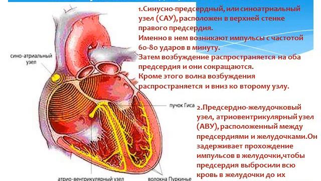 Проводящая система сердца видеоурок 10 класс ЕМН смотреть онлайн