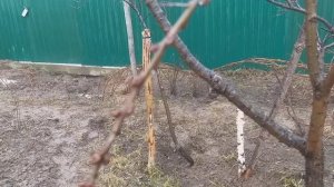 Супер удобрение за 10 руб.Облепиха.Зола для чеснока.?