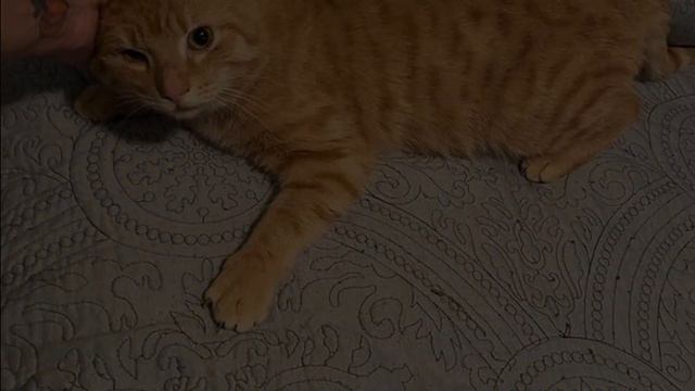 Stray Cat Walks Out from Bushes to Kind Person смотреть онлайн