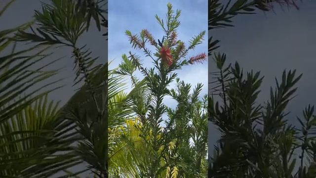 Колибри пьёт нектар из цветка #shorts# Hummingbird drinking nectar.