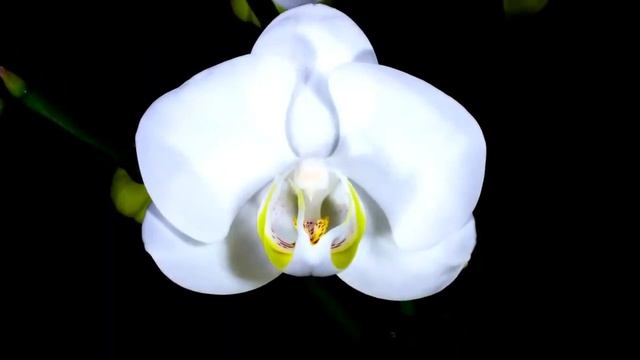 ЭТО ИМЯ – АНАСТАСИЯ смотреть онлайн