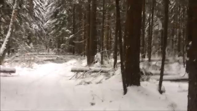 ЗИМНИЙ РЕЛАКС // ГУЛЯЕМ В ЗИМНЕМ ЛЕСУ смотреть онлайн