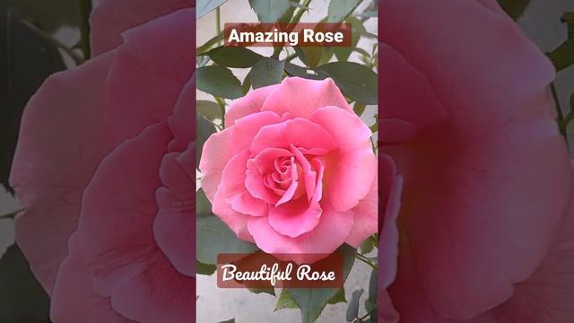 Rose 🌹 Flower Hybrid गुलाब का फुल   Pink Rose # Short Amazing Planting