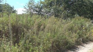 Sukhaya Rechka,   Сухая Речка (Приморский край) 00018