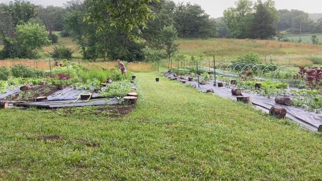 Harvesting Ageratum + My Daily Flower Haul in Zone 5 + A Bouquet with All the Pretty Flowers смотреть онлайн