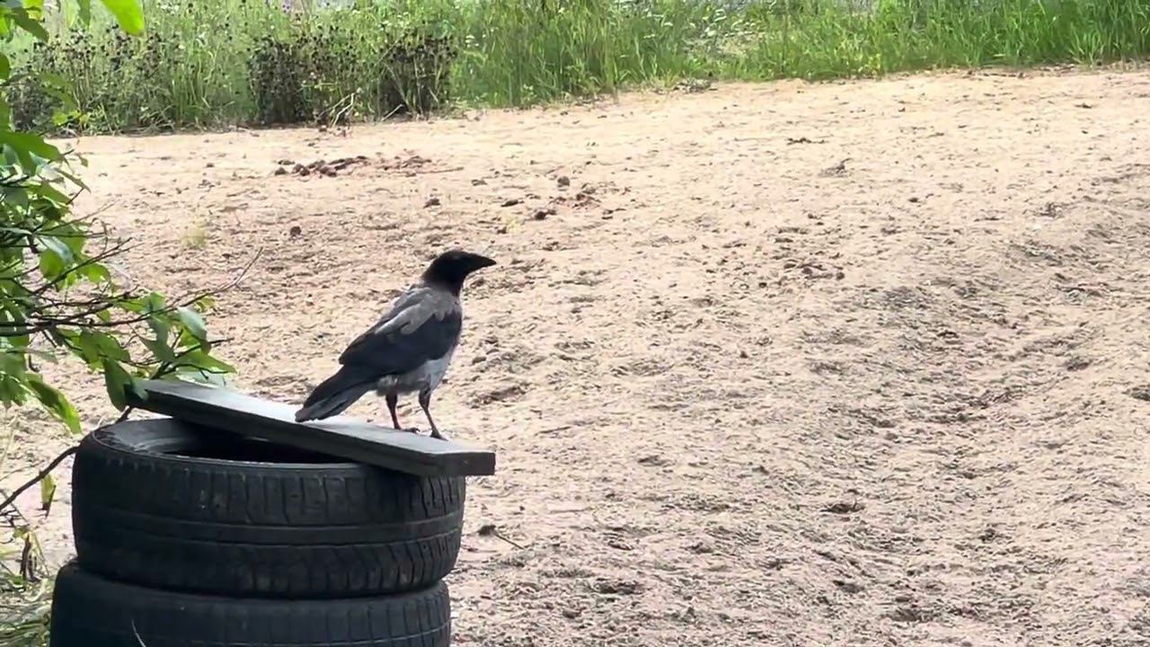 Болею. Пока что вам воронят.