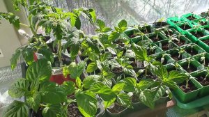 Крепкая рассада томатов и перцев.Как вырастить, чтоб не вытянулась.Чем подкормить.