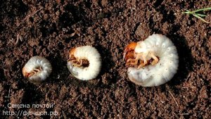 Белые личинки в компосте   это не майский жук!
