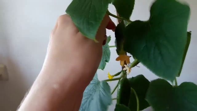 Выращивание огурцов , томатов, базилика на балконе смотреть онлайн