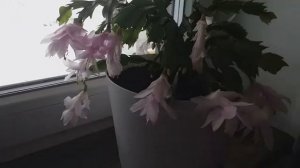 Как заставить декабрист цвести  Секрет цветения декабриста