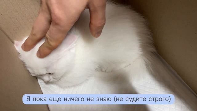 Пополнение в нашей семье (Cheeze)