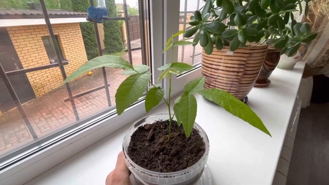 КАК ПРОРАСТИТЬ ОРЕХ НА ПОДОКОННИКЕ ЧАСТЬ 2 смотреть онлайн