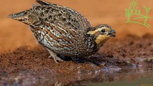 Голоса птиц как поёт перепел - перепёлка (Coturnix coturnix).mp4