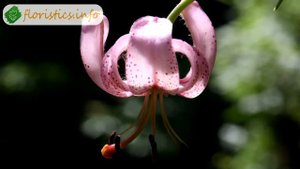 ? Виды и сорта лилий садовых – описание