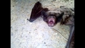 Ребятам о Зверятах. Про летучих мышей.