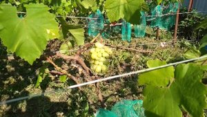 Виноград Маяк