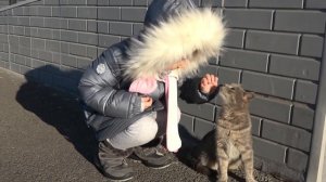 Приют для животных. Спасение животных. 1 эпизод.