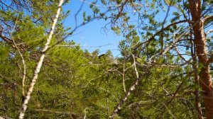 КЮФТА | РЕЦЕПТ | Турецкие люля | Кебаб | ТУРЕЦКАЯ КУХНЯ |Как приготовить