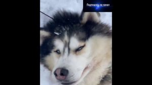 Смешные животные. Приколы с собаками и кошками.