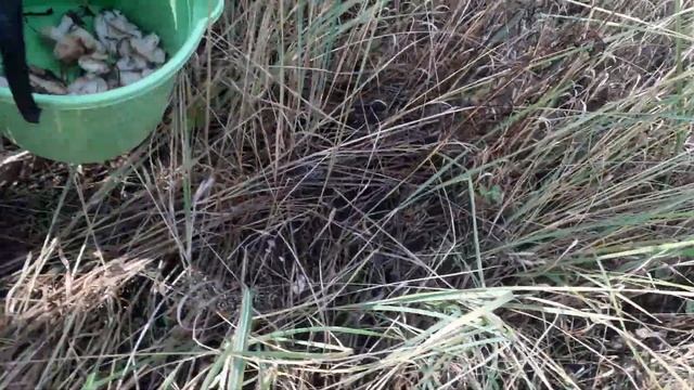 А мы сегодня по грибы??? #житьвКазани #Казань #осеньКазань #лесКазань #грибыКазань смотреть онлайн