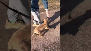 Обучение щенка бордер терьера не подбирать упавшие кусочки