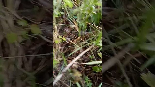 супер гриб#много подосиновики 2023 #рай грибника #грибы #подосиновики #красота #лес смотреть онлайн