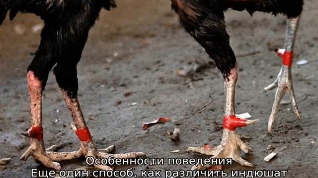 Как отличить индюка от индюшки смотреть онлайн