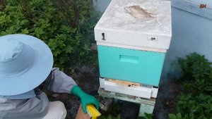 пчеловодство, как подсадить пчелиную матку на 200%, наркоз для пчел (записки новичка)