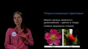 Покрытосеменные растения. Особенности строения. Видеоурок 31. Биология 5 класс