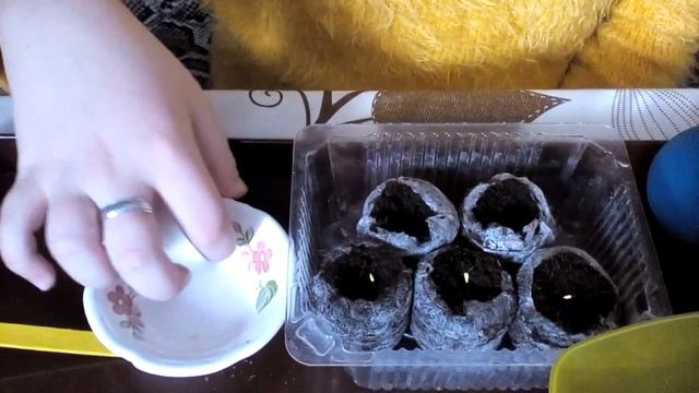 Гацания посадка и уход. смотреть онлайн