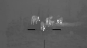 Pulsar Apex XD75 - Enjured wild boar hunting - wildschwein jagd