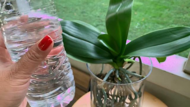 Mira cómo conservo mi orquídea en agua y que hago para que esté tan linda y con vara floral смотреть онлайн