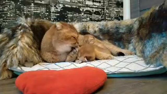 Лучшие моменты трансляции "Мама Кошка Родила Котят 11 Дней назад . смотреть онлайн