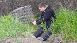 Ловушки на ФАЗАНА из подручных средств своими руками