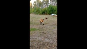 Мощнейшая рыбалка на Сямозеро