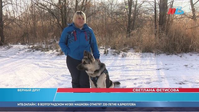 Волгоградка рассказала, как воспитала трёх восточно-европейских овчарок
