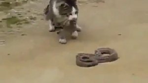 Кот против змеи Cat vs snake Юмор! Прикол! Смех