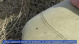 Проверка защиты от клещей в полевых условиях | Циперметрин 25% концентрат