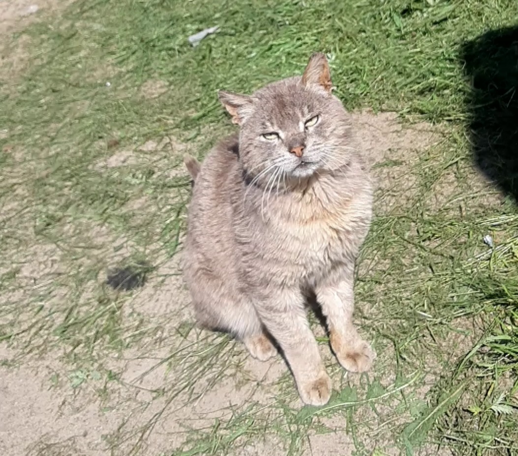 Бездомный котейка получает мясо. Нарезка. смотреть онлайн