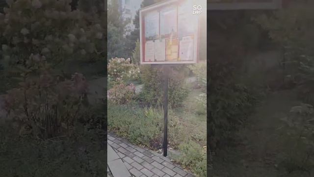 #цветывсаду#гортензия прекрасная и Гордая гортензия  растёт в саду