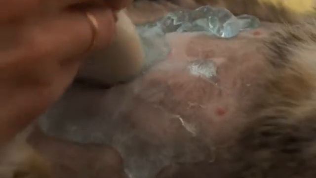 Ветеринарная клиника переехала на новое место жительства смотреть онлайн