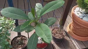 Плюмерия год спустя. Ура, зацвела.