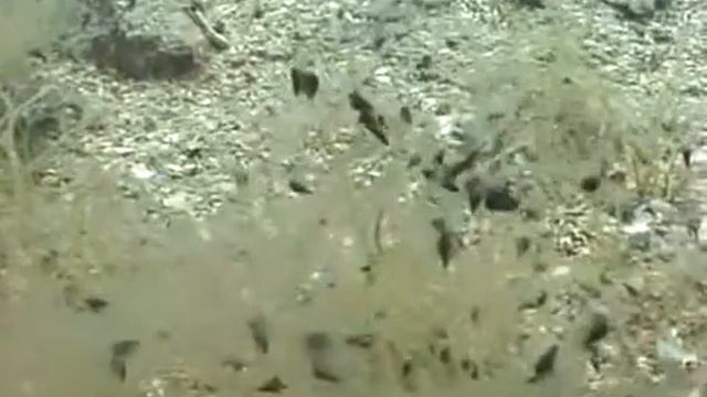 © Фауна Черного моря. Моллюск (Bittium reticulatum) // The fauna of the Black Sea.