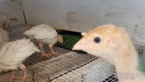 Индюшатам 3 недели:условия содержания и рацион // "Мое Подворье"