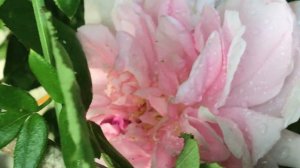 Rosier 'Barbara Austin' Rose éclat qui sent bon le lilas