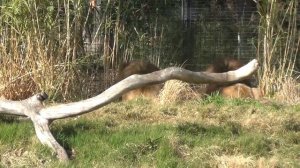 3 x Male Lions fighting at Melbourne Zoo